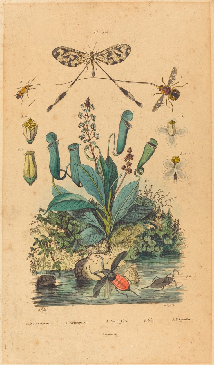 Hyönteiset ja kukat tekijältä French 19th Century