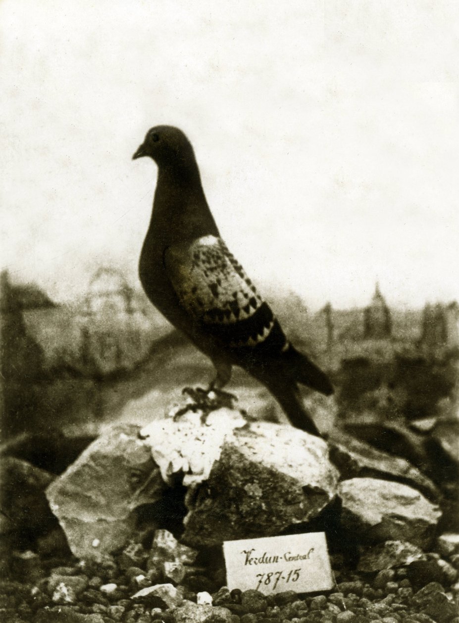 Eläimet ensimmäisen maailmansodan aikana 1914-1918: kuuluisa Vaillant Vaillant kyyhkynen tekijältä French Photographer