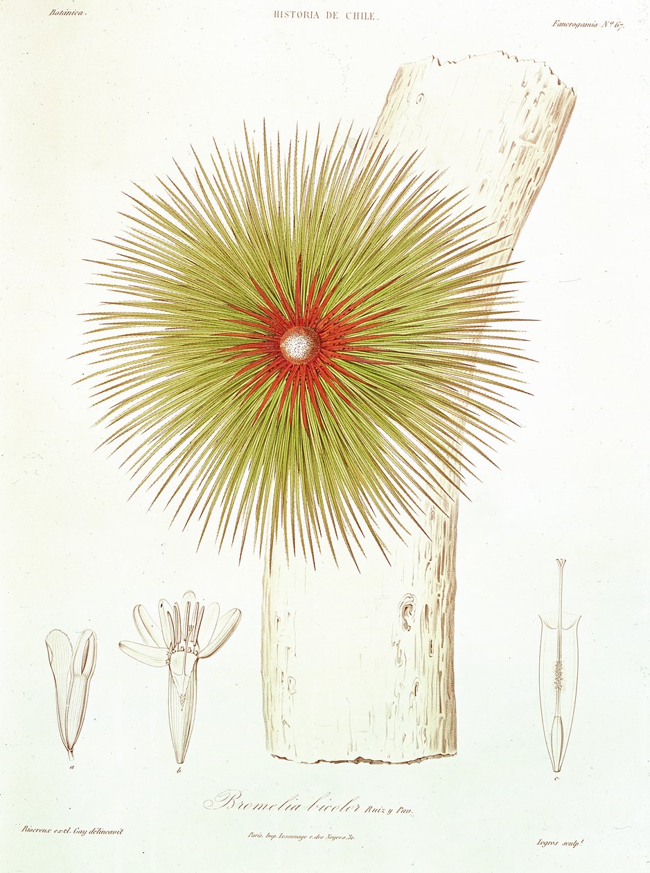 Andeilta löydetty Bromelia, Claudio Gayn kirjasta "Historia de Chile", 1854. tekijältä French School