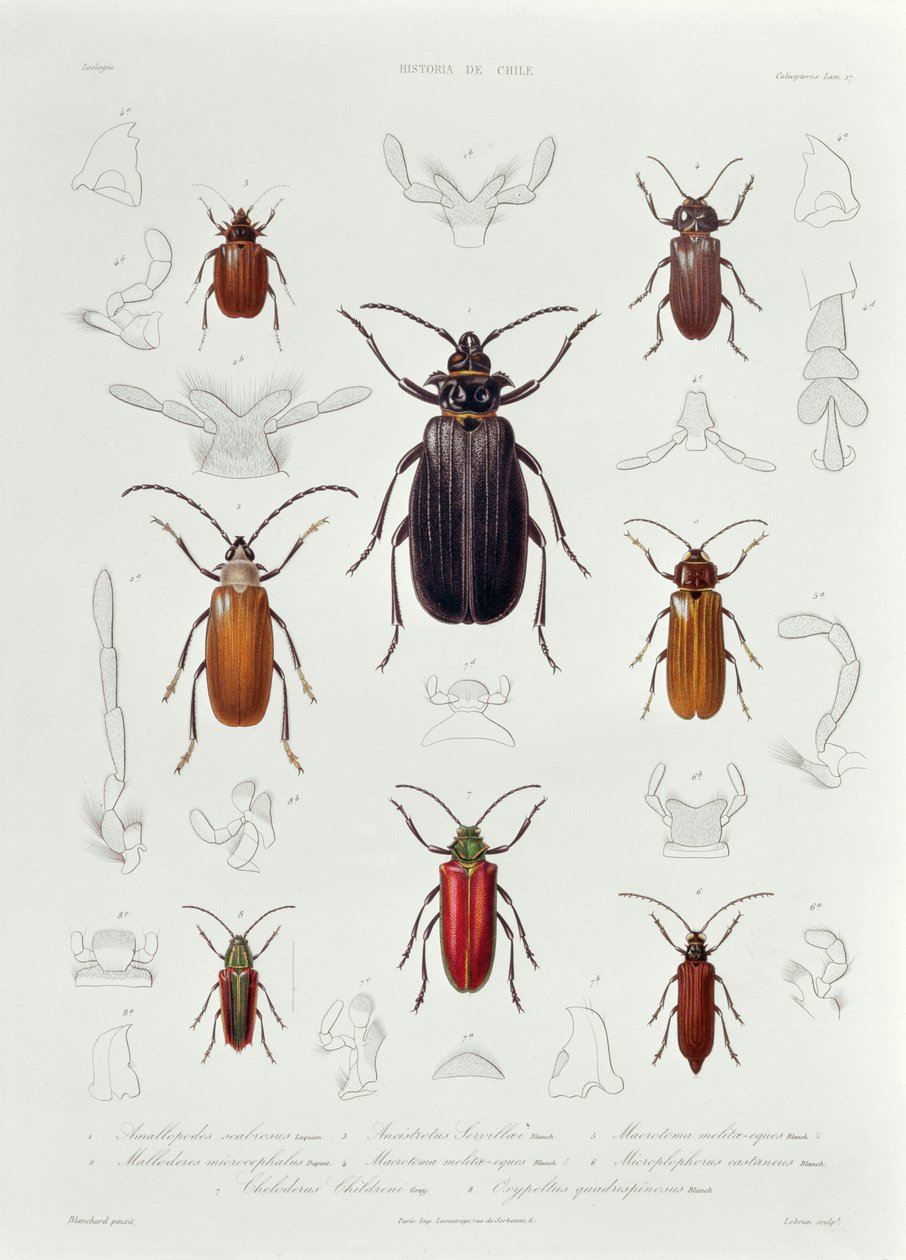 Kokoelma Chilessä tavattuja Coleopteroita, kuvitus teoksesta "Historia de Chile", Lebrunin kaiverrus, 1854. tekijältä French School