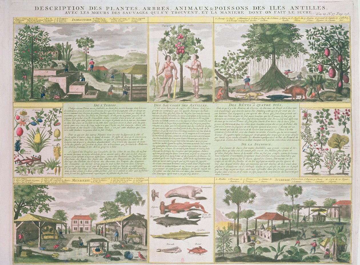Kuvaus Antilleilta löydetyistä kasveista, puista, eläimistä ja kaloista, kuva Histoire Generale des Antilles Habitees par les Francois Vol. 2, Jean Baptiste Du Tertre (1610-1687), julkaise tekijältä French School