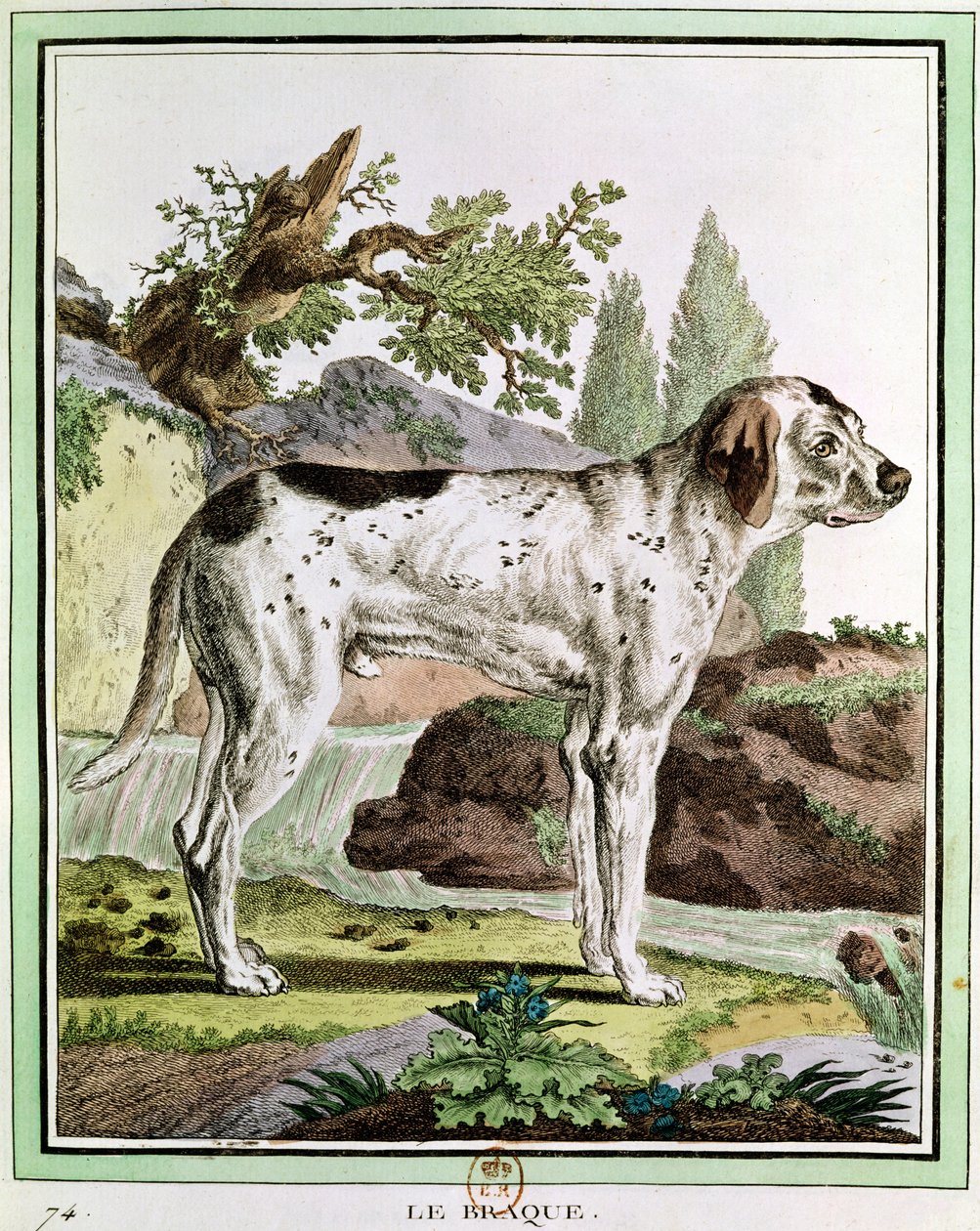 Osoitin, kuvitus Histoire Naturellesta Georges Louis Leclercin (1707-88) Buffonin kreivi, 1749-1804 tekijältä French School
