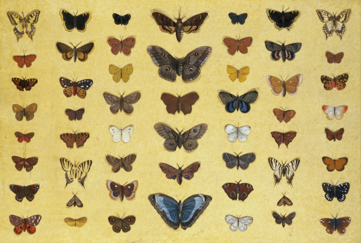 Kollaasi perhosista ja perhosista, mukaan lukien Camberwell Beauty, British Swallowtail, Scarce Swallowtail, Peacock ja Small Tortoiseshell, n. 1830 (wc paperilla) tekijältä French School