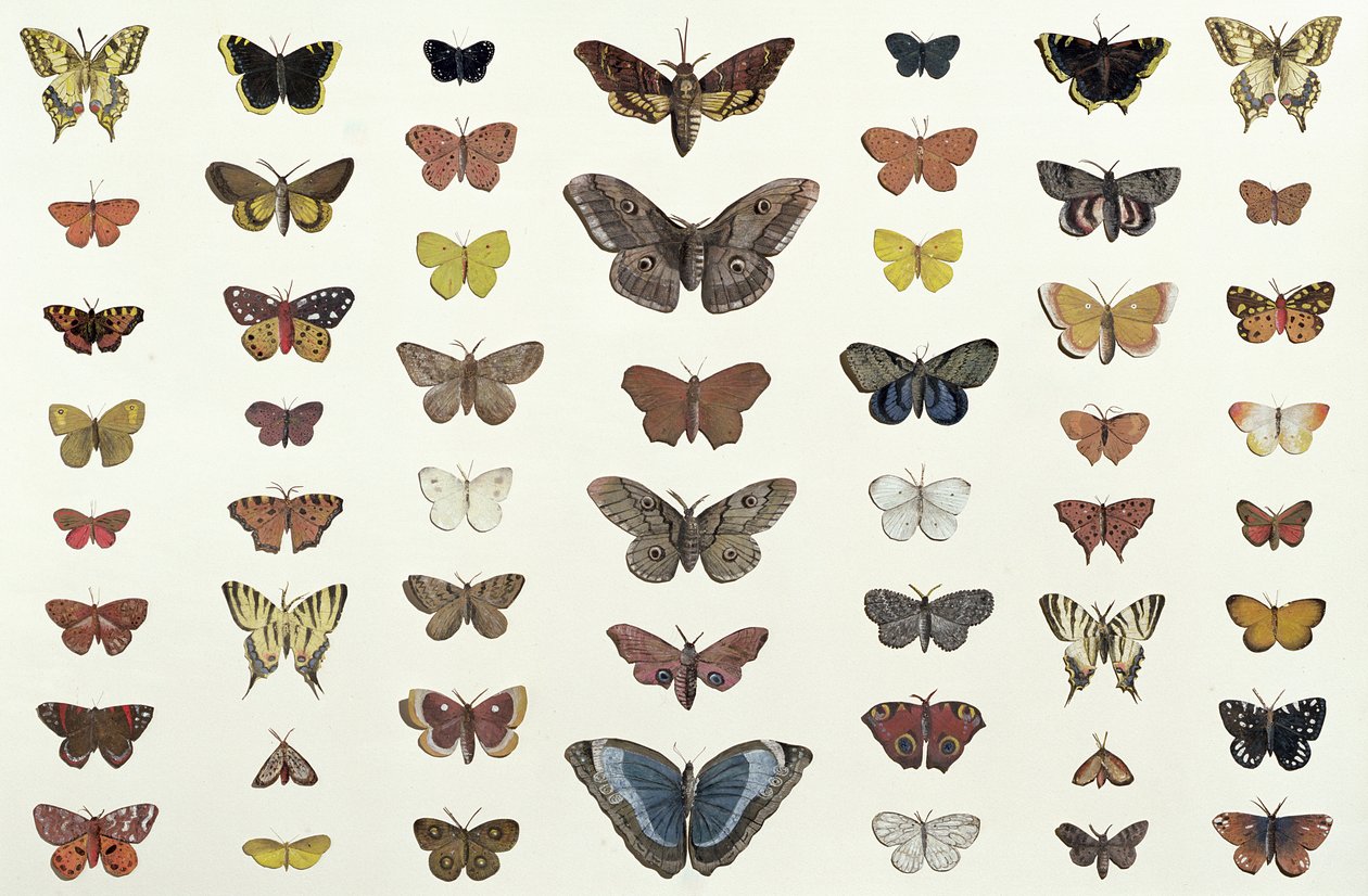 Kollaasi perhosista ja perhosista, mukaan lukien Camberwell Beauty, British Swallowtail, Scarce Swallowtail, Peacock ja Small Tortoiseshell, noin 1830 (painos numero 104967) tekijältä French School