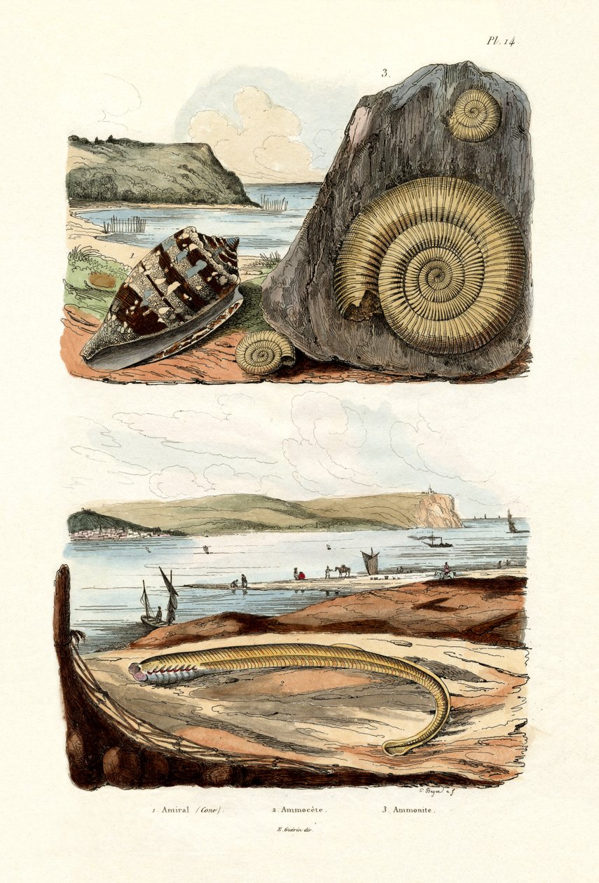 Admiral Cone, 1833-39 tekijältä French School
