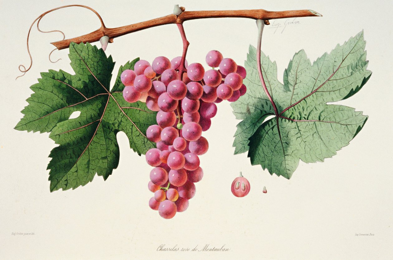 Ampelografia, rypäle Chasselas Rose de Montauban Auvergne tekijältä French School