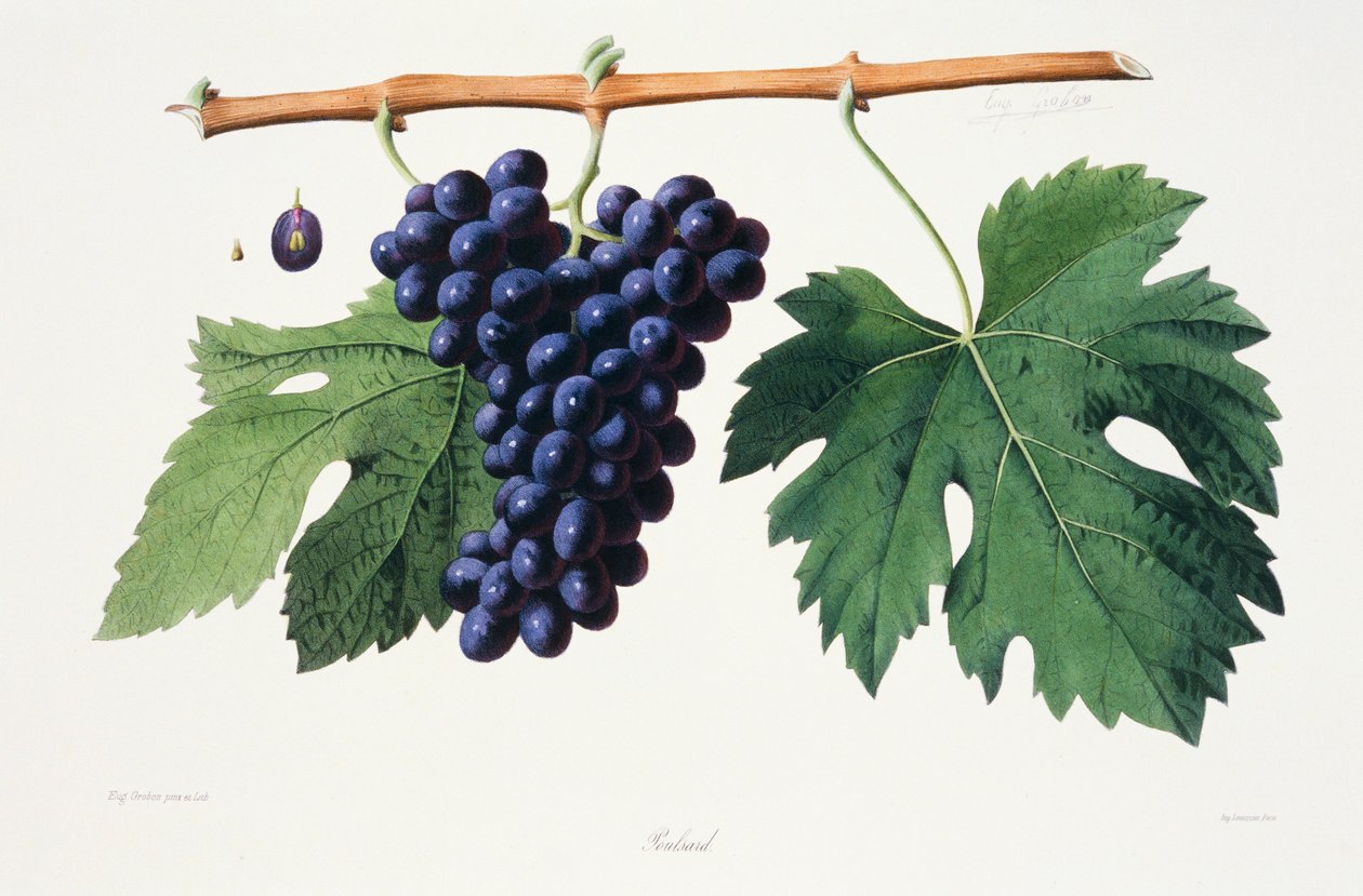 Ampelografia, Viinirypäle Poulsard Jura tekijältä French School