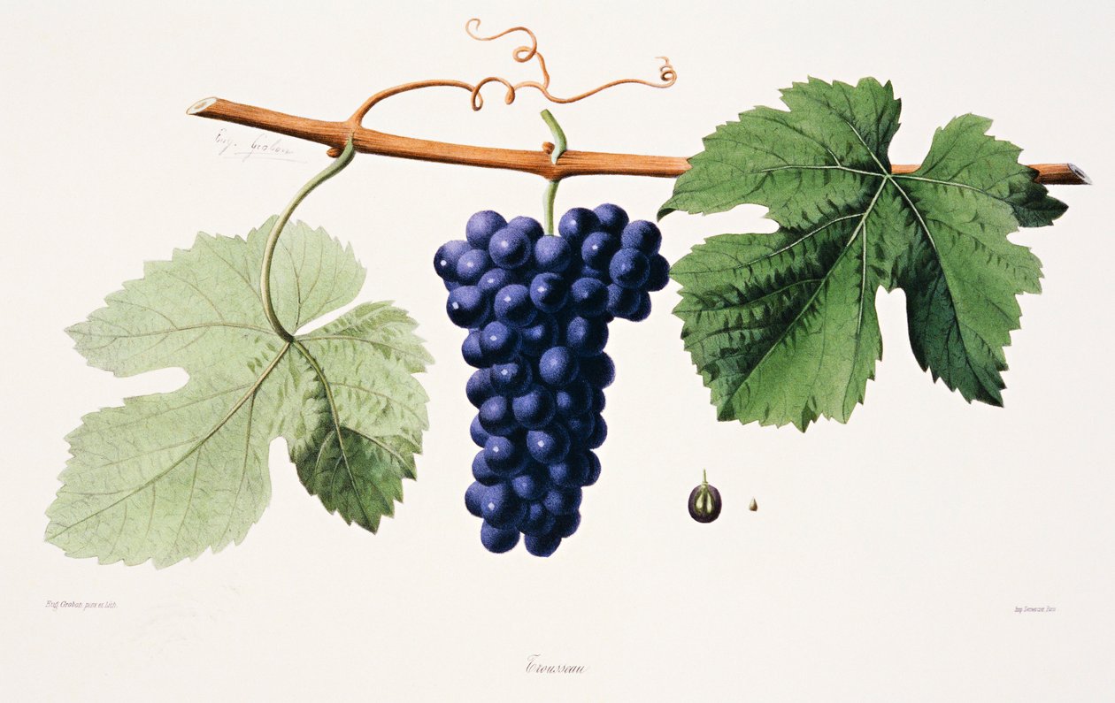 Ampelografia, Grape Trousseau Jura tekijältä French School