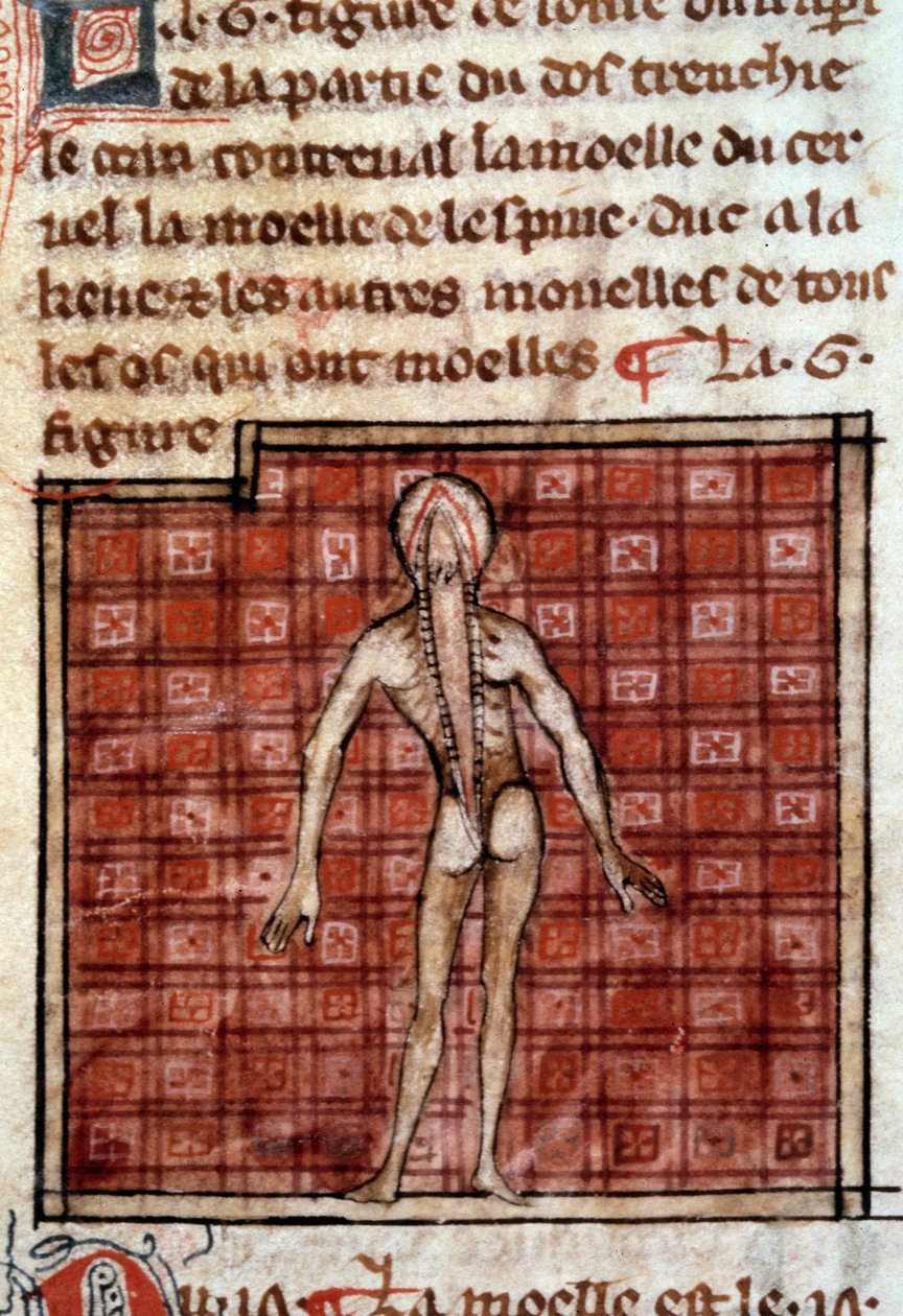 Anatominen hahmo: kuori, avoin selkä, jossa näkyy aivot ja selkäydin. Miniatyyri käsikirjoituksesta "" Surgery" (Folio 12), jonka on kirjoittanut Henri de Mondeville (anatomian professori Philippe Le Belin kirurgi) tekijältä French School