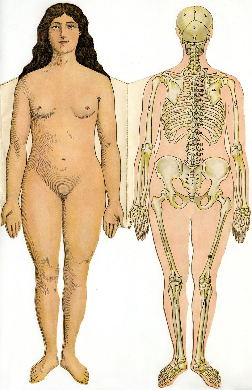 Tohtori Rehmin anatominen taittotaulu New Practical Encyclopedia of Medicine and Hygiene -kirjasta, kirjakauppa Aristide Quillet 1922 - ihmisruumis - alaston nainen ja naisen luuranko tekijältä French School