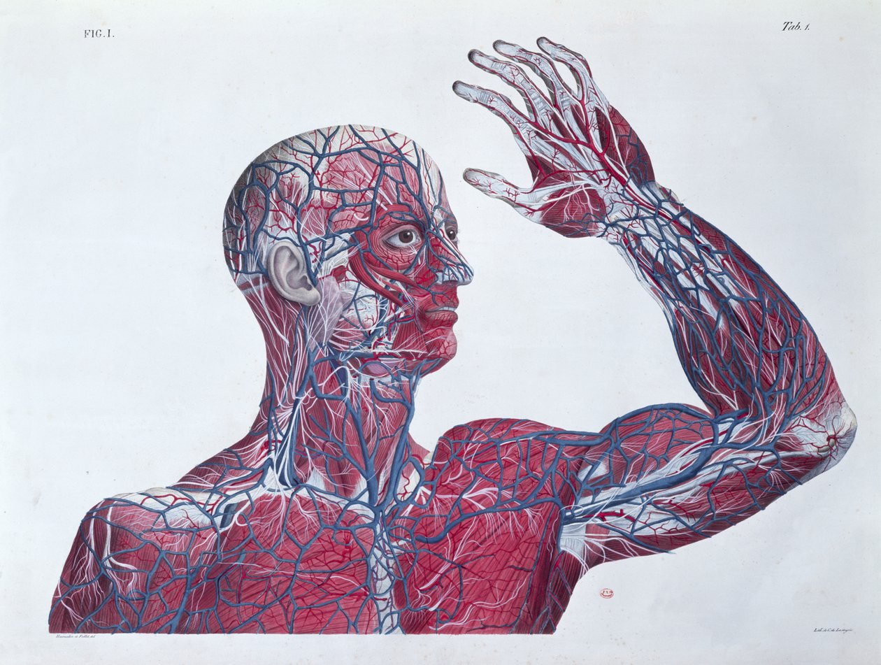 Ihmisen pään ja käsivarren anatomia, Francesco Antommarchin (1789-1838) anatomiakirjasta, jonka kaiverrus on Mascagni, n. 1820 tekijältä French School