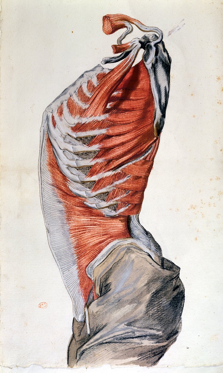 Vartalon anatomia, opiskelijan piirtämä (värikynä paperille) tekijältä French School