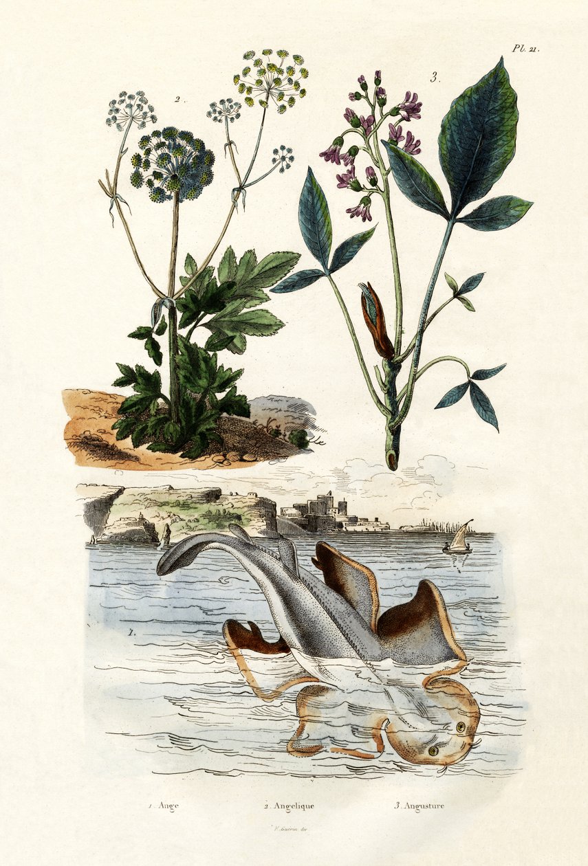 Enkelihai, 1833-39 tekijältä French School