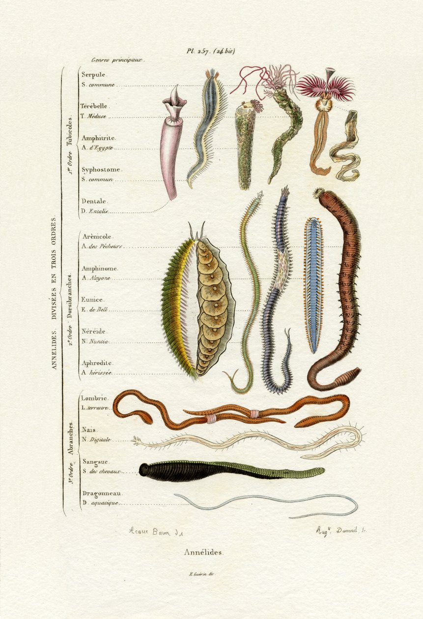 Annelids, 1833-39 tekijältä French School