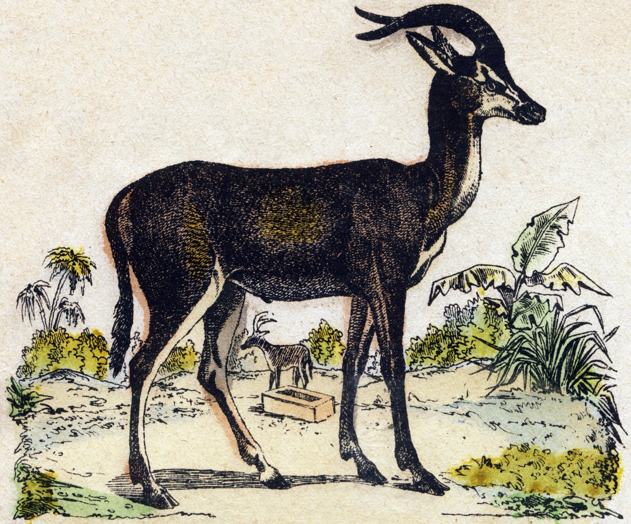 Antilooppi. Kaiverrus "" Alphabet des animaux sauvages"". 9. sarja. Kuvia Epinalista, Pellerin, paino-kustantaja, noin 1870. Kaiverrukset puuhun, stenciloitu. 16 sivua. Mitat: 20 x 15 cm. Yksityinen kokoelma tekijältä French School