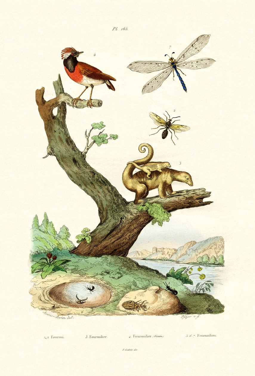 Ants, 1833-39 tekijältä French School