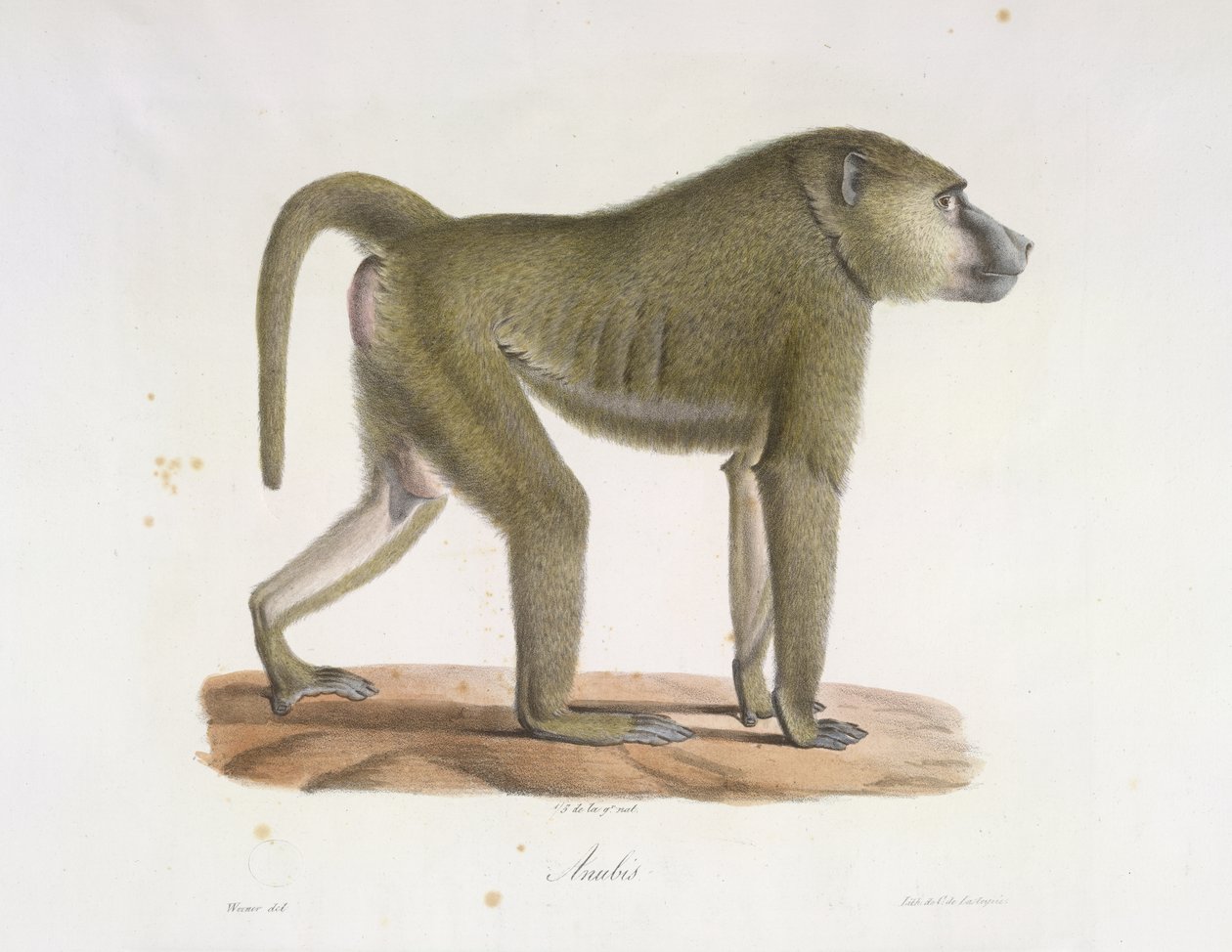 Anubis. Paviaani, Natural History of Mammals (väri litho) tekijältä French School