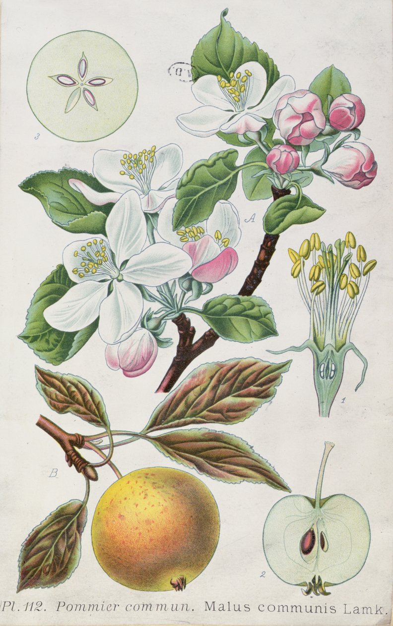 Omenapuu (Malus Communis) (värillinen kaiverrus) tekijältä French School