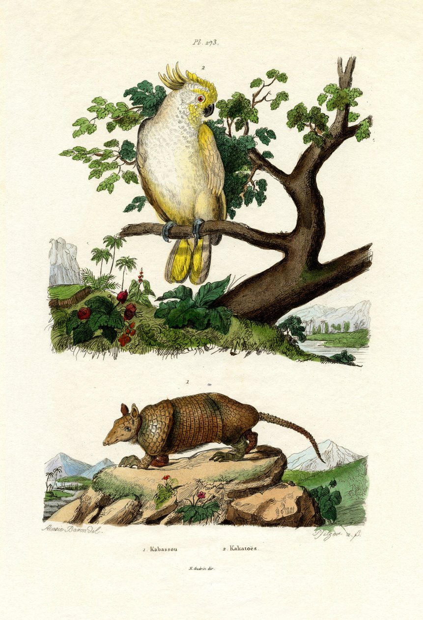 Armadillo, 1833-39 tekijältä French School