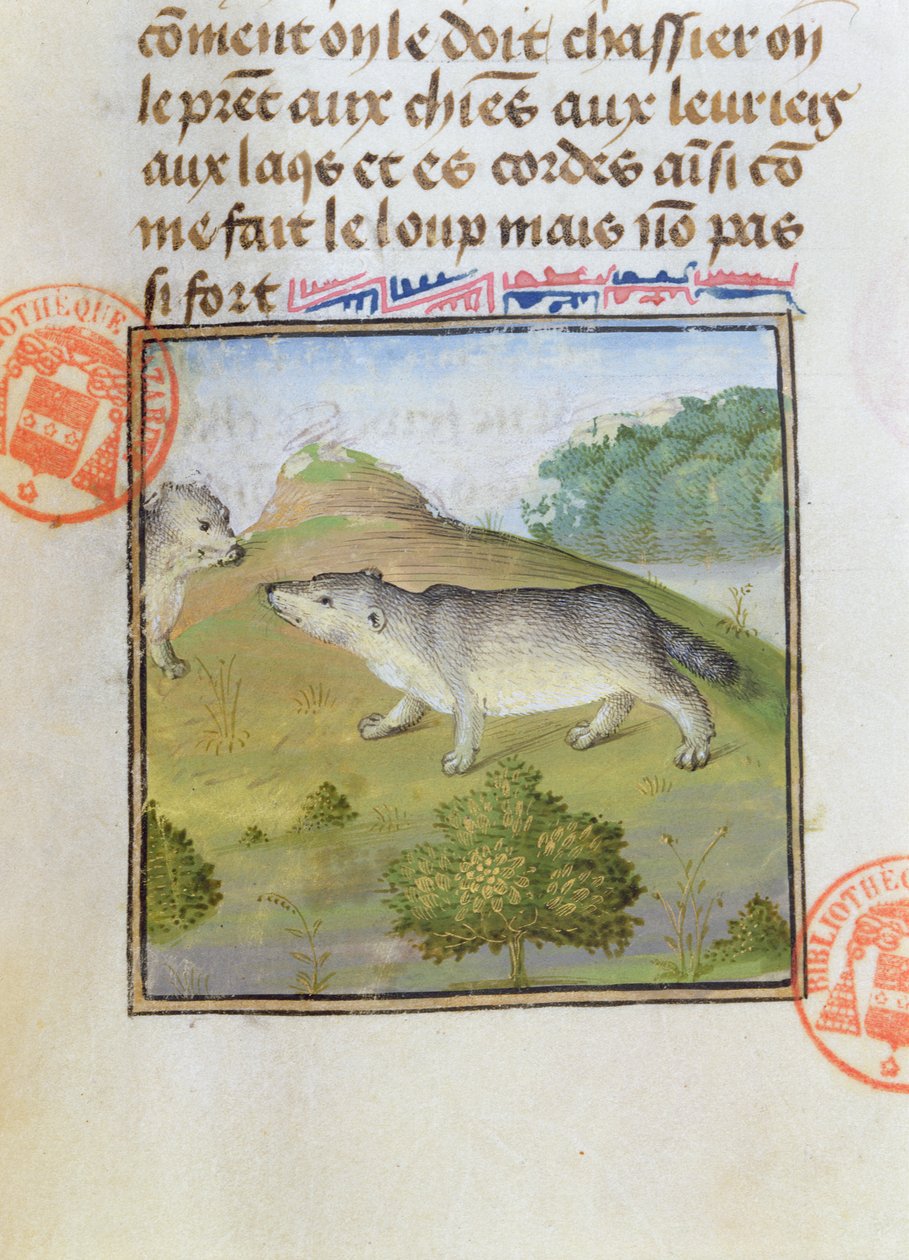 Mäyrät, Gaston Phebus de Foixin kirjasta Metsästys (1331-91) tekijältä French School