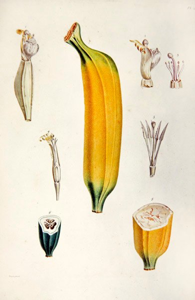 Banaani, François Richard de Tussacin "Flore des Antilles" -kappaleesta tekijältä French School