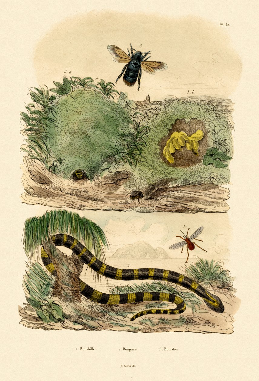 Banded Krait, 1833-39 tekijältä French School