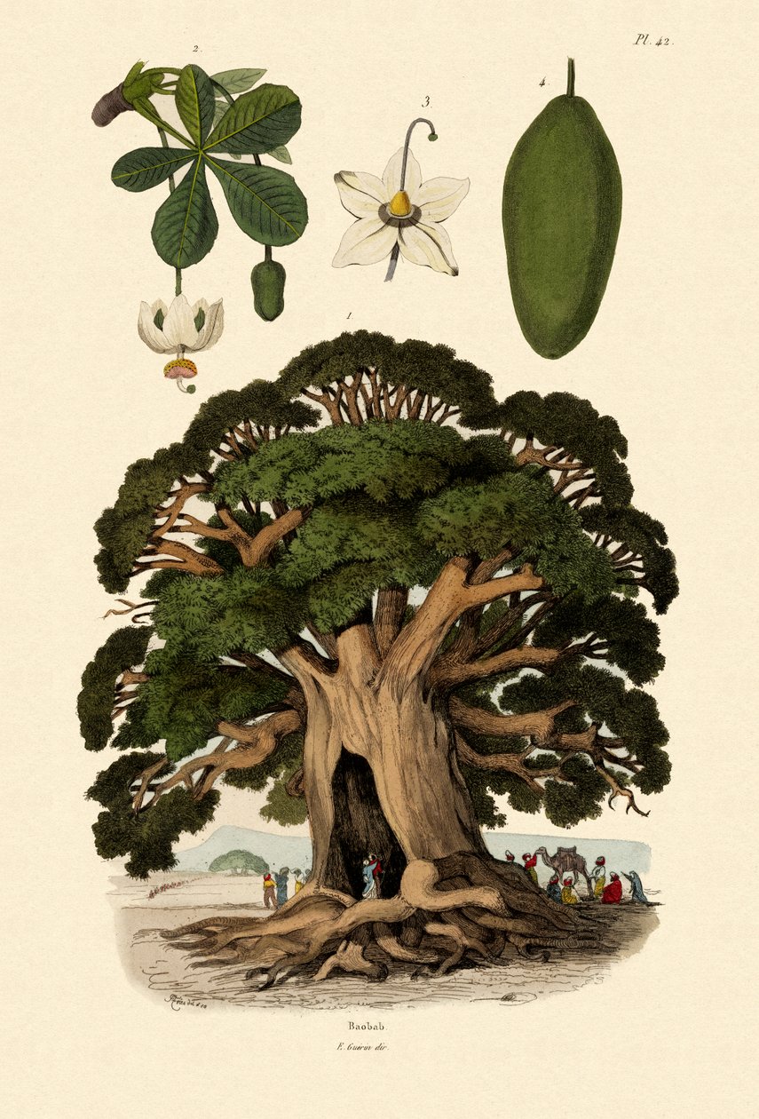 Baobab-puu, 1833-39 tekijältä French School