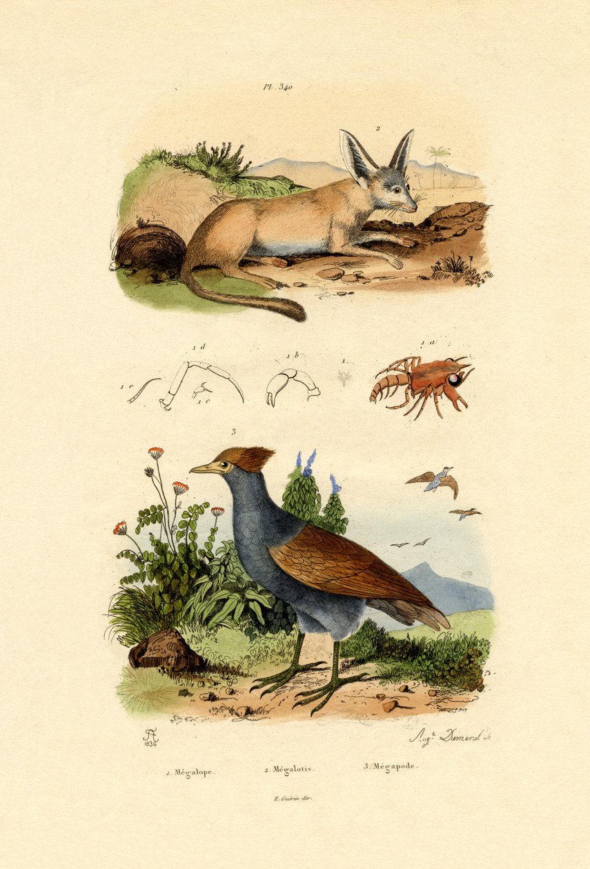 Bat-eared Fox, 1833-39 tekijältä French School