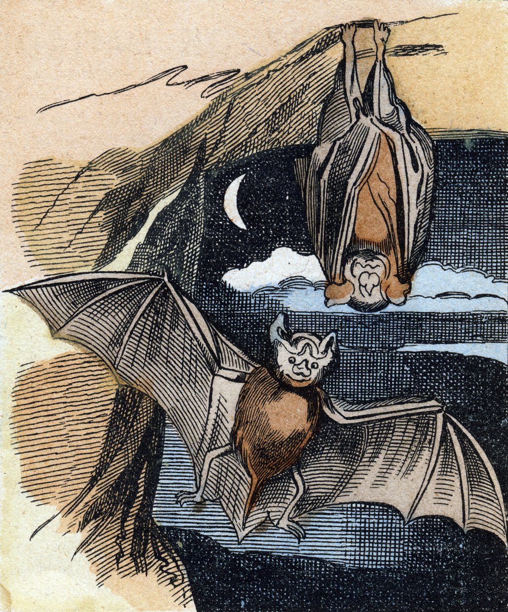 Bat . Kaiverrus "Buffon Alphabet des Oiseaux n 1". 3. Serie N 1. Epinalin kuvantaminen, Epinal, 1800-luvun loppu. 16 sivua. Mitat: 28 x 21 cm tekijältä French School