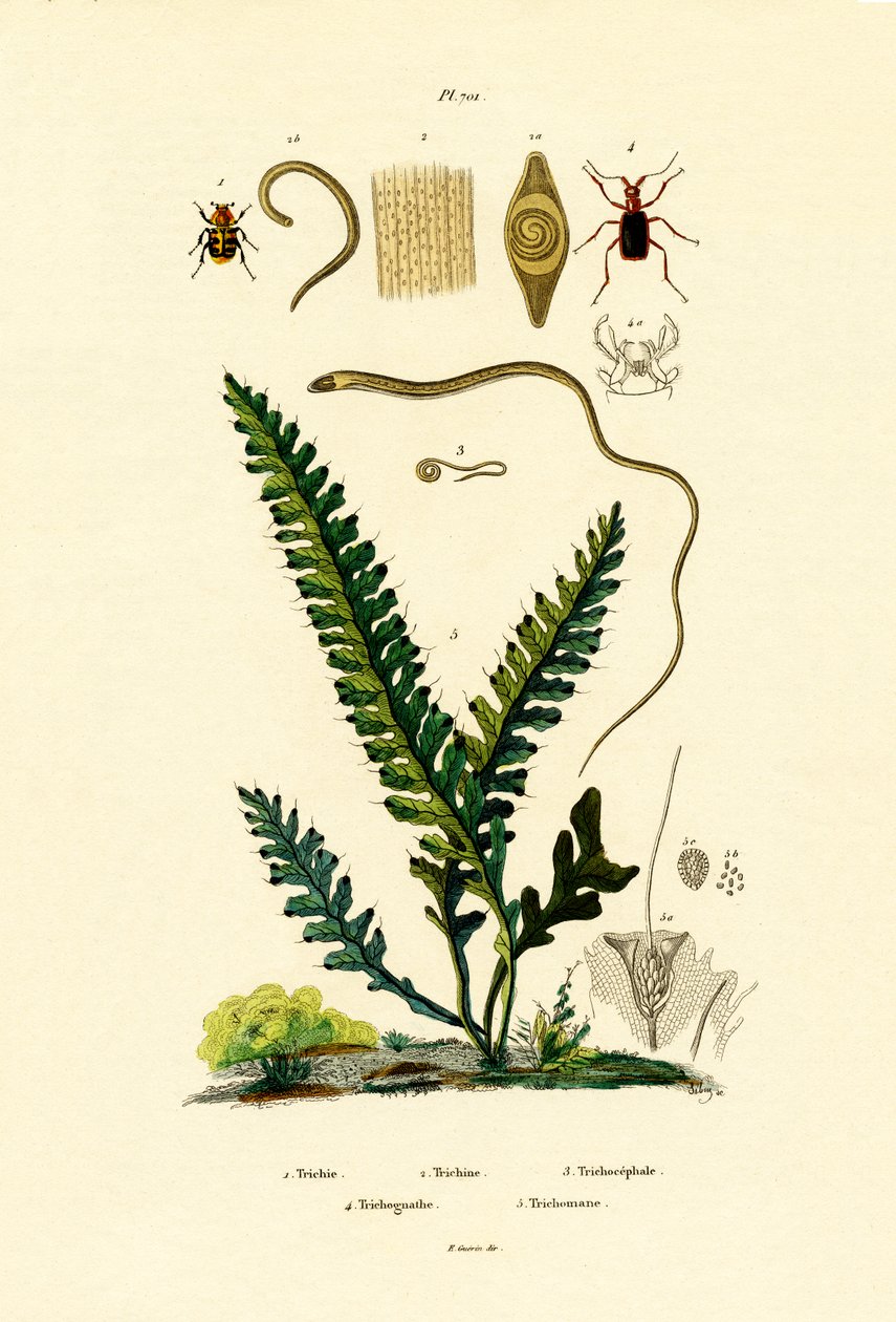Bee Beetle tekijältä French School