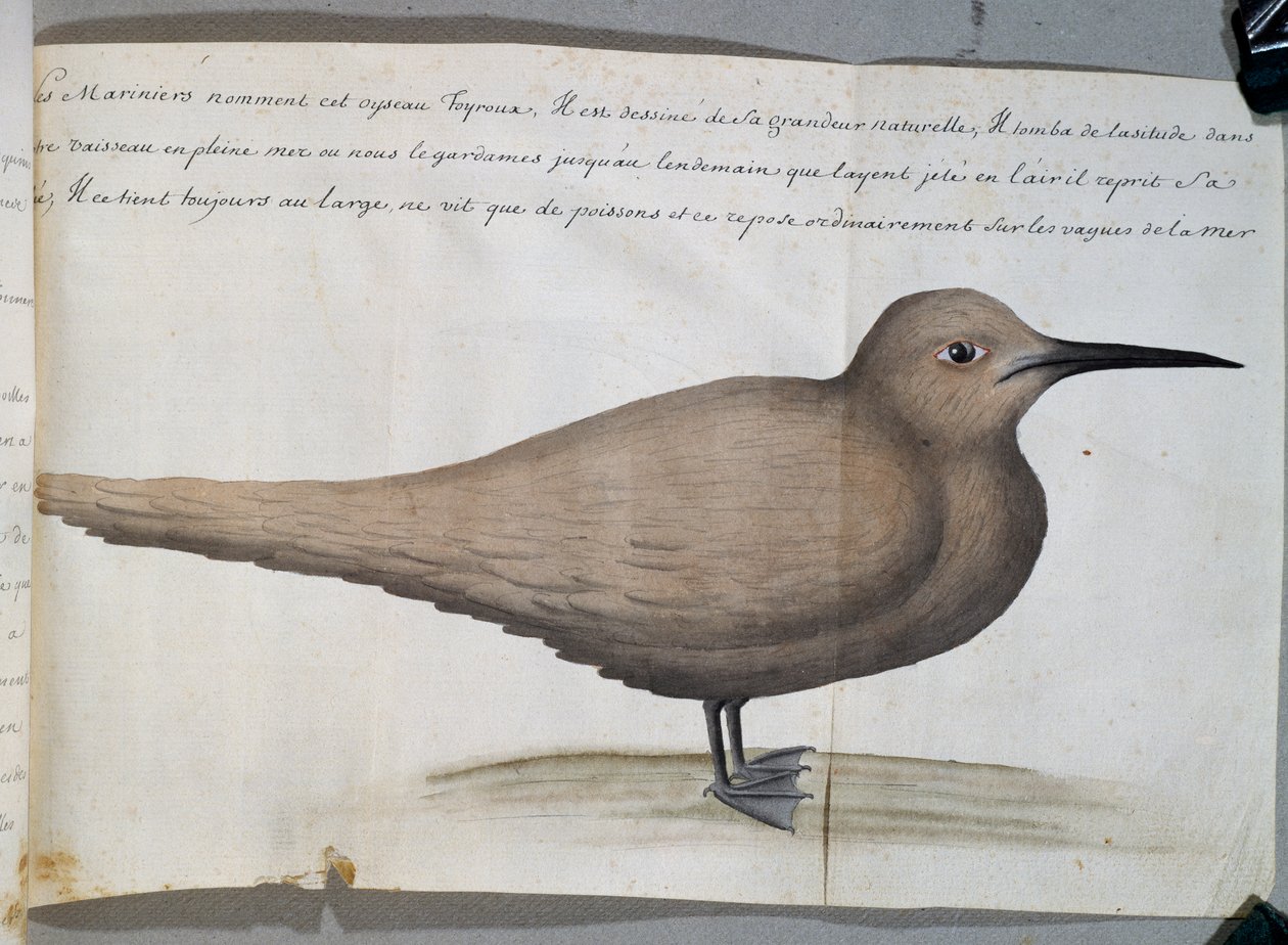Lintu nimeltä Foyroux (tiira), Cape Frio, Brasilia, akvarelli lokikirjasta Jacques Gouin de Beauchesnen (1652-1730), Compagnie royale de la Mer du Sudin kapteeni, 1698-1701, Ranska tekijältä French School