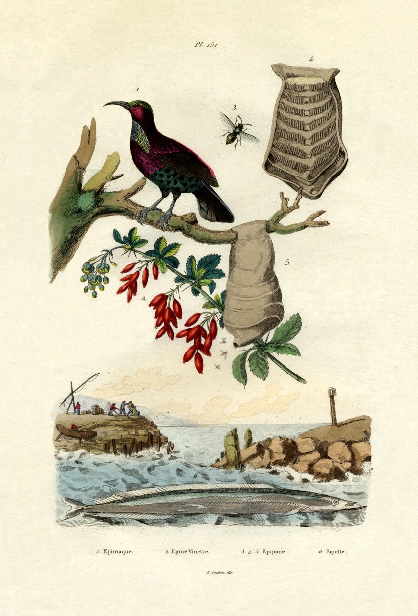 Paratiisin lintu, 1833-39 tekijältä French School
