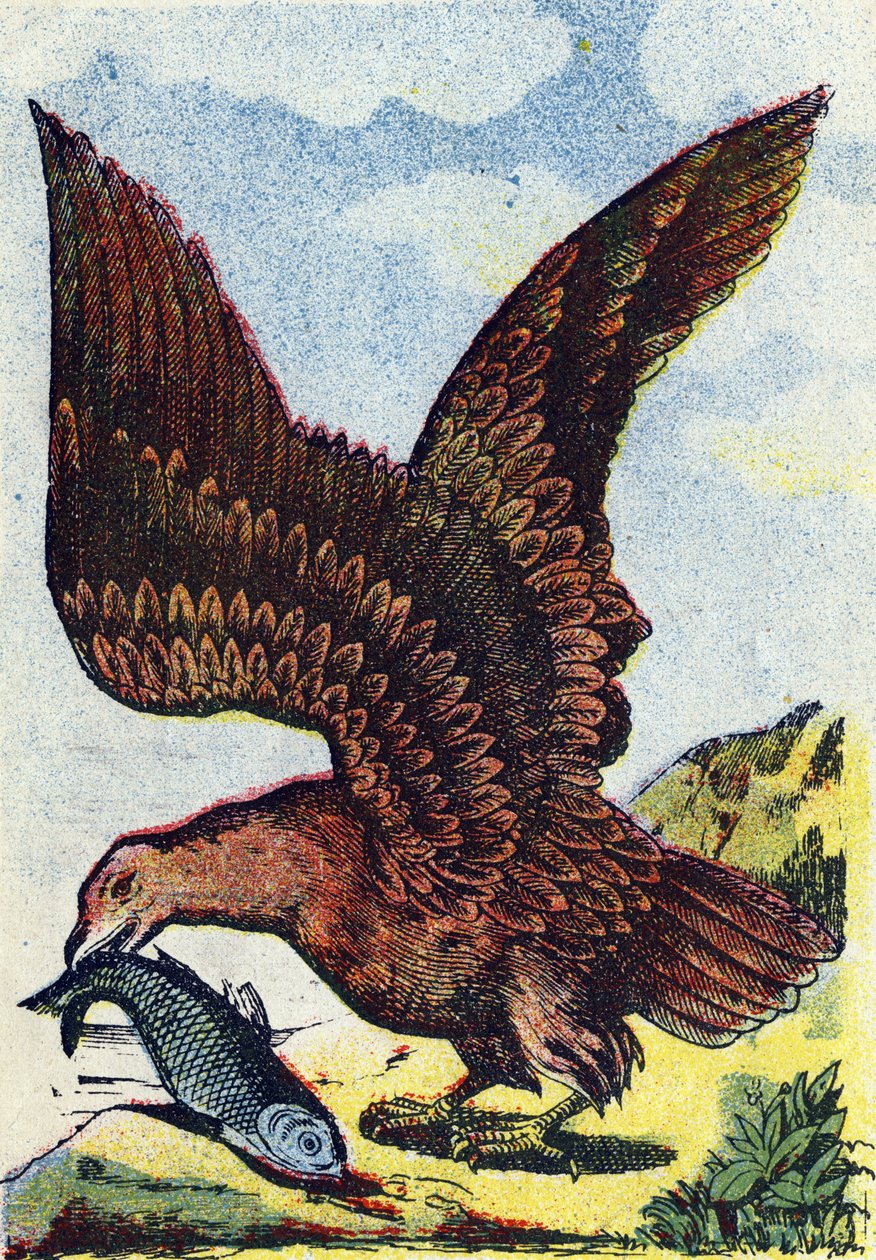 Petolintu . Kaiverrus kirjassa "Alphabet des oiseaux"". Pont-a-Moussonin kuva, Marcel ja/tai Louis Vagne, painaja-kustantaja, 1800-luvun loppupuoli. 16 sivua. Koko: 20,5 x 14 cm. tekijältä French School