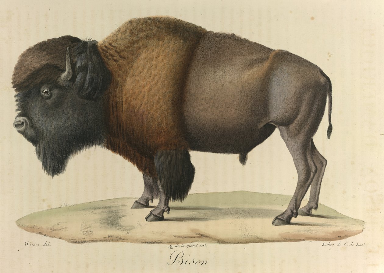 Bison, "Nisäkkäiden luonnonhistoriasta" (väri litho) tekijältä French School