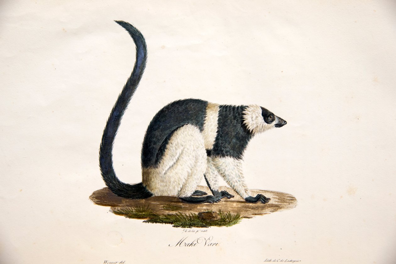 Mustavalkoinen röyhelöinen lemur, Natural History of Mammals, alkuperäisillä hahmoilla, kirjoittaneet Étienne Geoffroy Saint-Hilaire ja Frédéric Cuvier, 1824-42 tekijältä French School