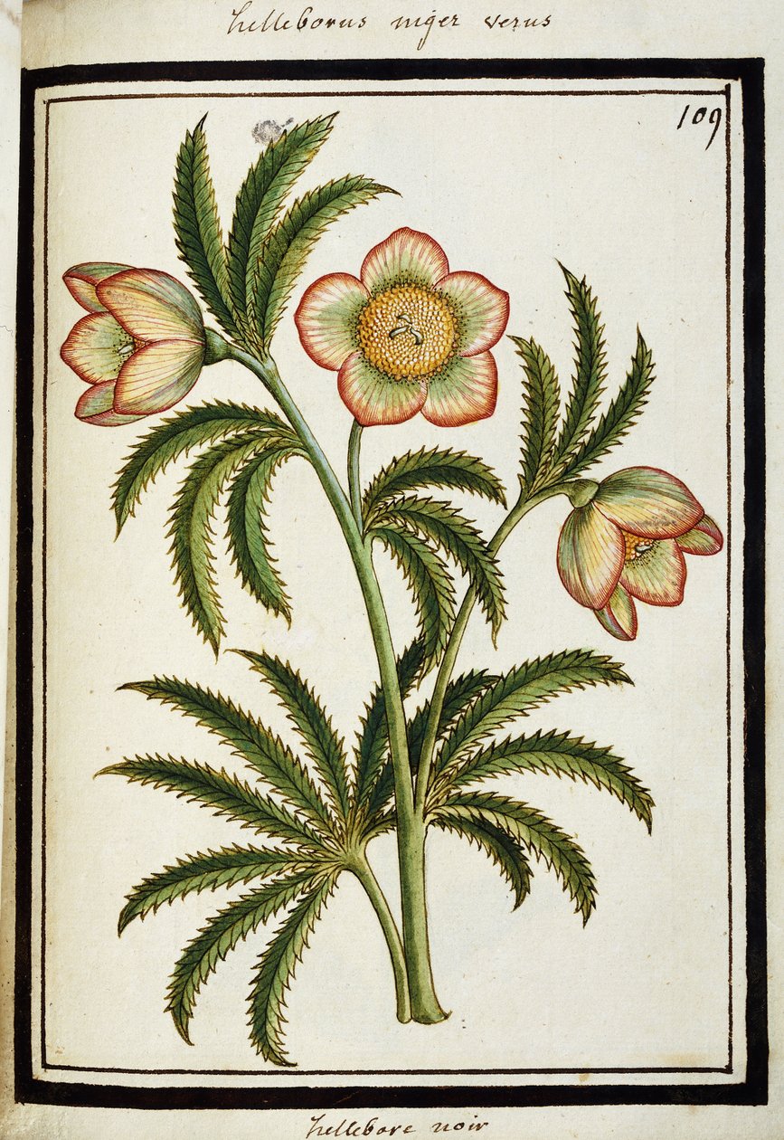 Musta Hellebore, n. 1700 tekijältä French School
