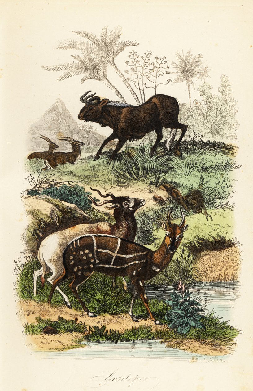 Musta gnuu, Connochaetes gnou, äärimmäisen uhanalainen addax- tai ruuvisarviantilooppi, Addax nasomaculatus ja valjastettu pensas- tai kewel, Tragelaphus scriptus tekijältä French School