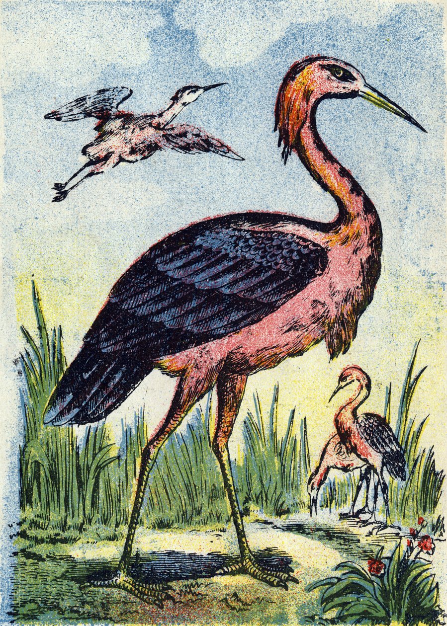 Sinihaikara: matoja ja matelijoita syövä lintukotka. Asuu Yhdysvalloissa ja Karibialla. Kaiverrus kirjassa "Alphabet des oiseaux"". Pont-a-Moussonin kuva, Marcel ja/tai Louis Vagne, painaja-kustantaja, 1800-luvun loppupuoli. 16 sivua. Koko: 20,5 x 14 c tekijältä French School