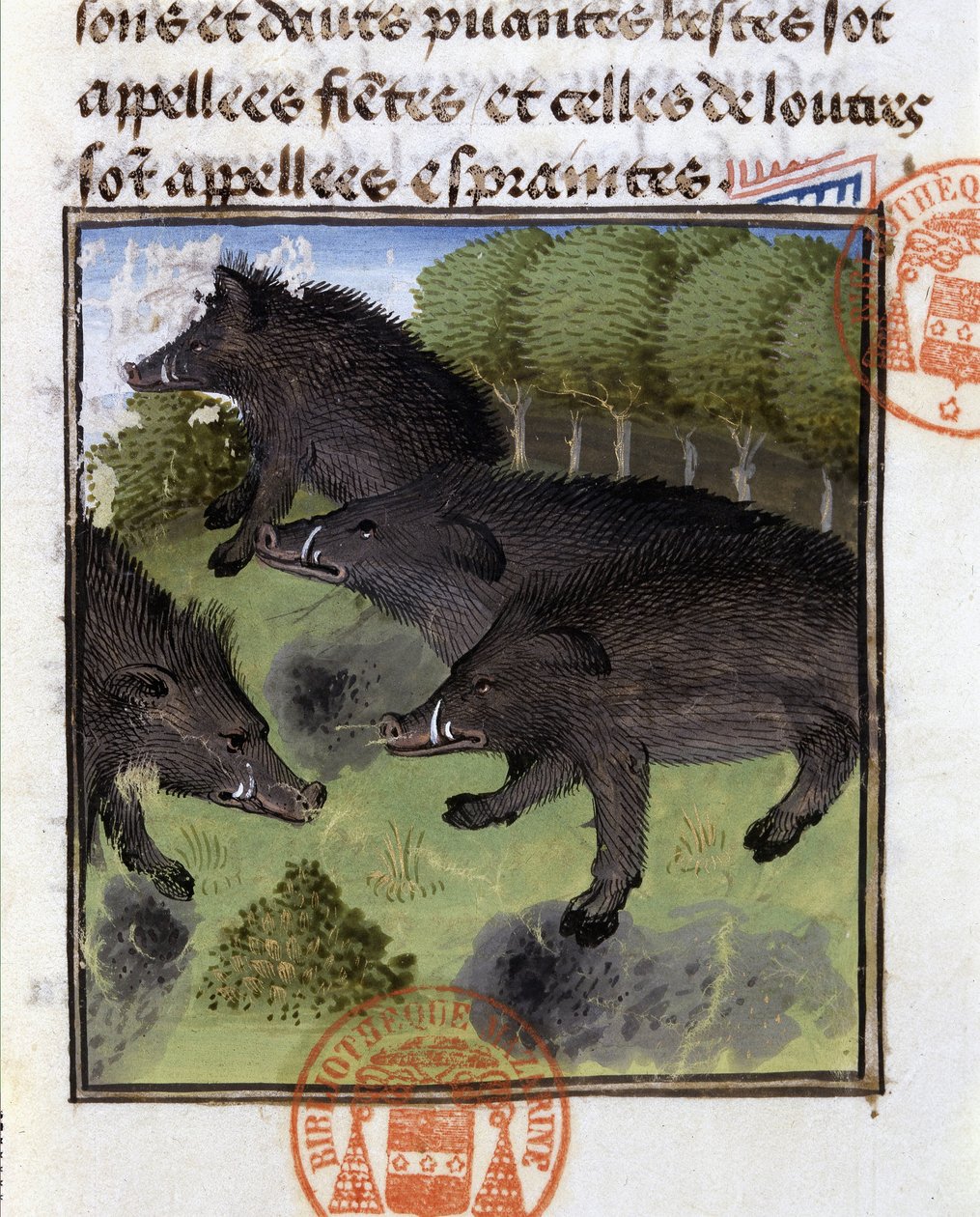 Villisiat - "" Metsästyskirjassa Gaston Phoebus, Foixin kreivi, Lord of Béarn"" tekijältä French School