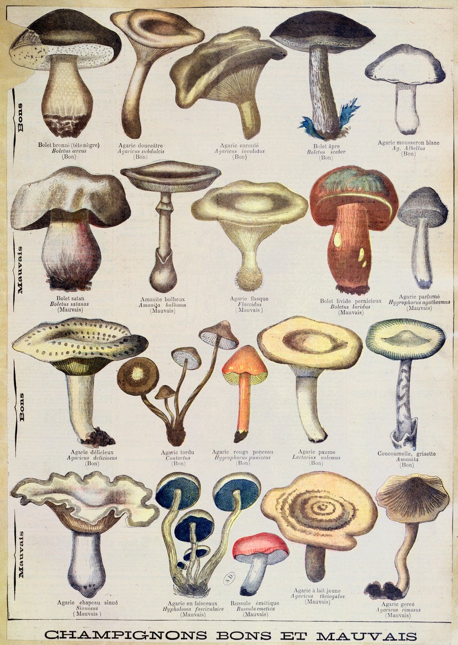 Kasvitieteellinen levy, joka kuvaa "hyviä ja huonoja sieniä", n. 1900 (väri litho) tekijältä French School