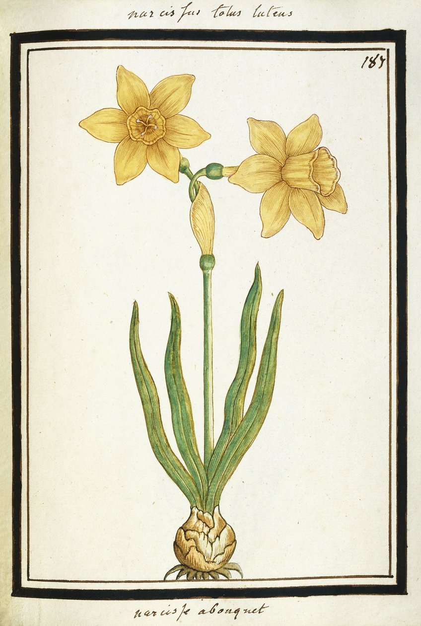 Kukkakimppu Narcissus, n. 1700 tekijältä French School
