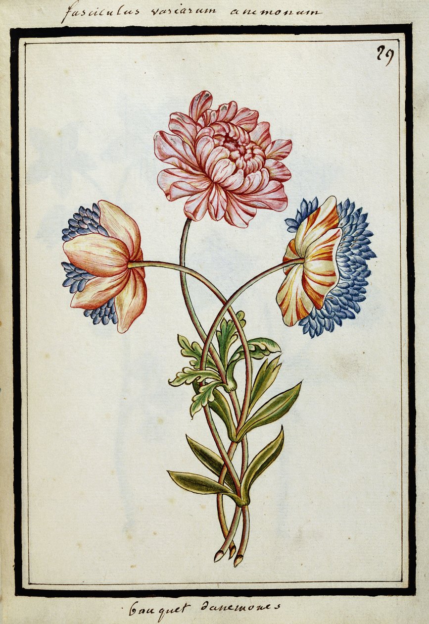 Anemone-kimppu, n. 1700 tekijältä French School