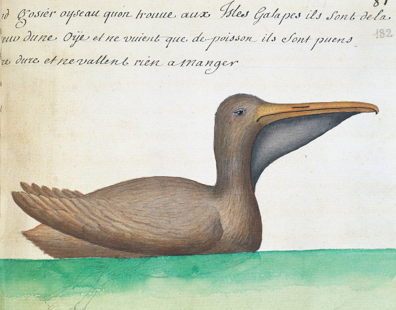 Ruskea pelikaani (Pelecanus occidentalis), Galapagossaaret, akvarelli lokikirjasta Jacques Gouin de Beauchesnen (1652-1730), Compagnie royale de la Mer du Sudin kapteeni, 1698-1701, Ranska tekijältä French School