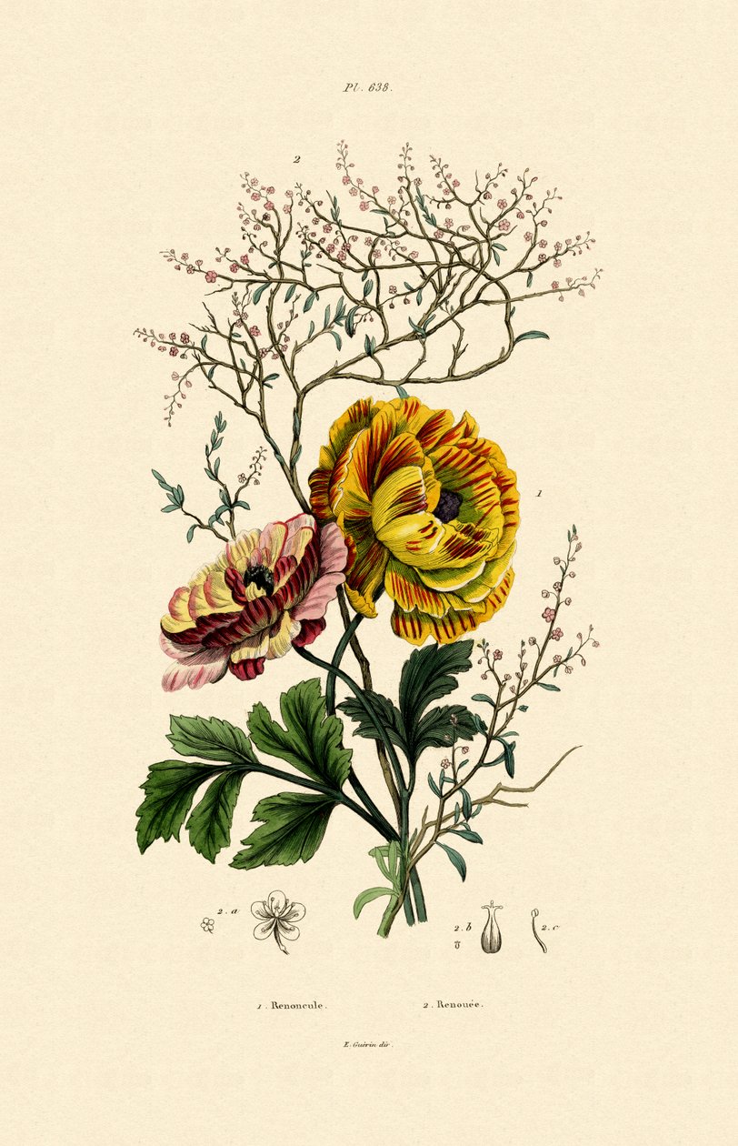 Buttercup, 1833-39 tekijältä French School