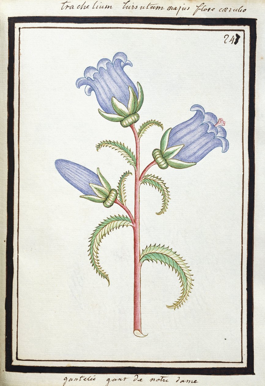 Campanula Trachelium, n. 1700 (akvarellipiirustus, kehystetty mustalla) tekijältä French School