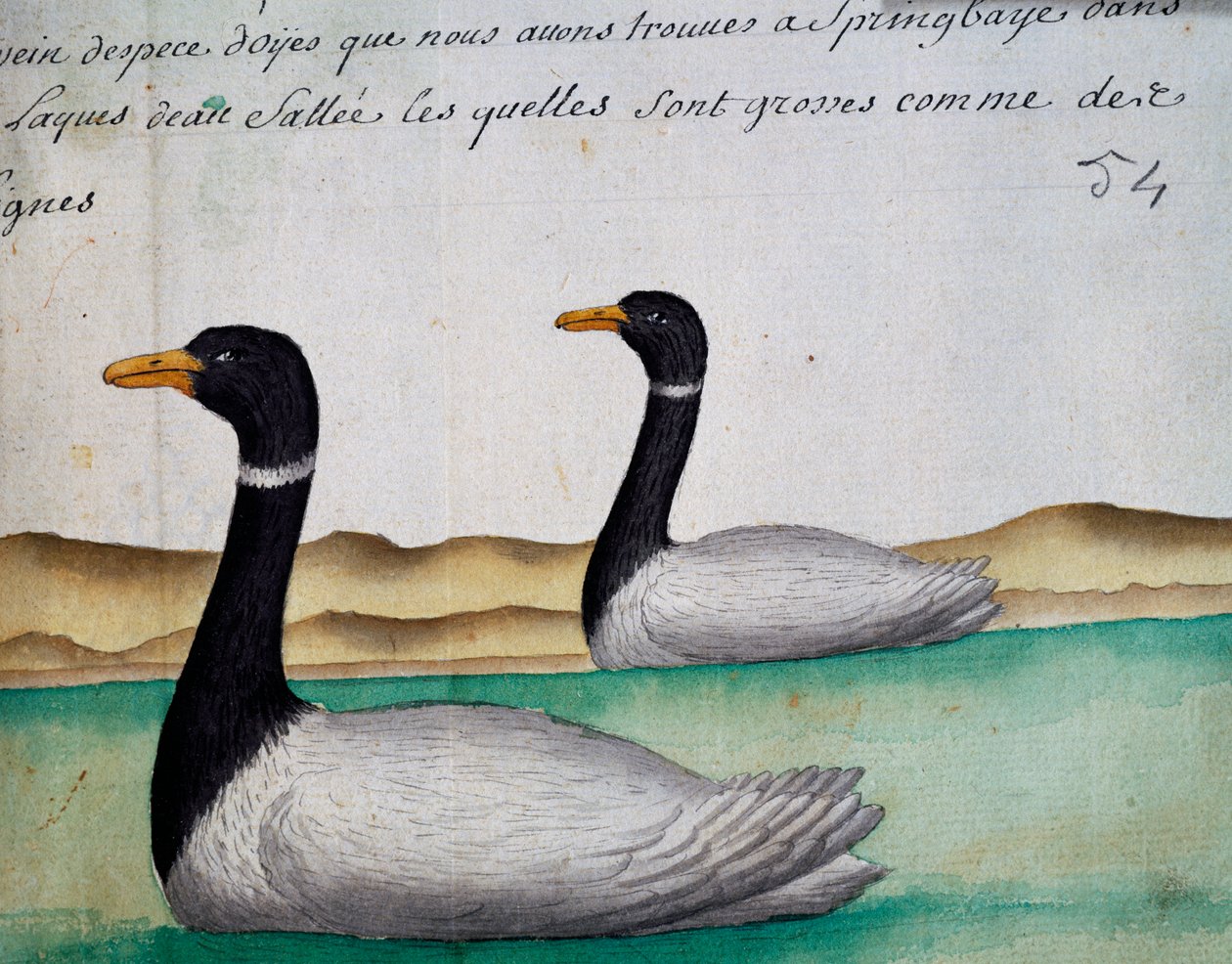 Kanadan hanhet, Springbaye, Salt Lakes Region, akvarelli lokikirjasta. Jacques Gouin de Beauchesne (1652-1730), Compagnie royale de la Mer du Sudin kapteeni, 1698-1701, Ranska tekijältä French School
