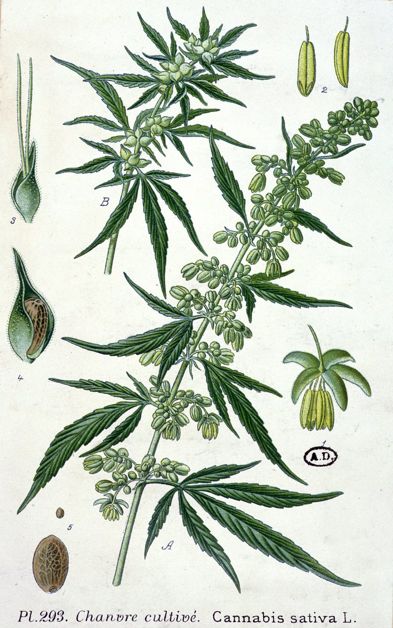 Cannabis sativa, kasvitieteellinen levy tekijältä French School