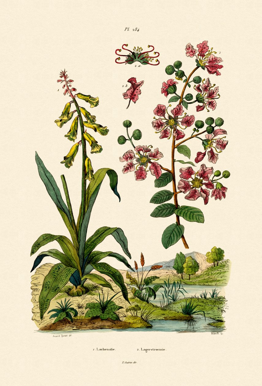 Cape Cowslip, 1833-39 tekijältä French School