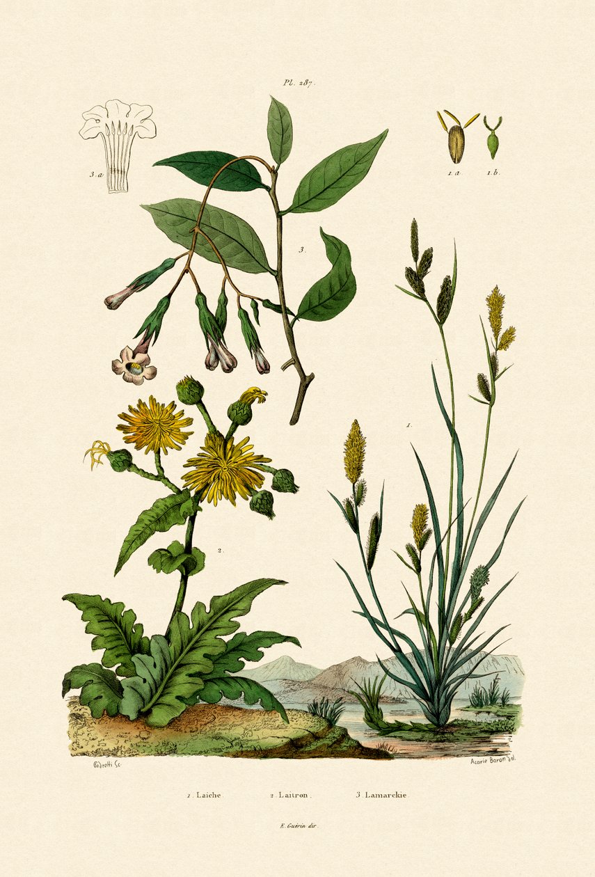 Carex, 1833-39 tekijältä French School