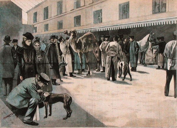 Kamelin hoito Ecole Nationale Veterinaire d
